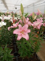 [3498 PO19 Mistero No01.JPG]